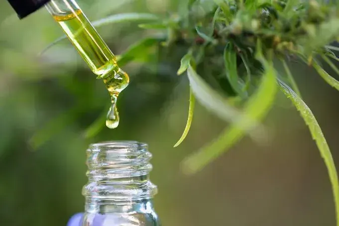 Cannabis oil dripping from dropper into glass bottle with marijuana plant